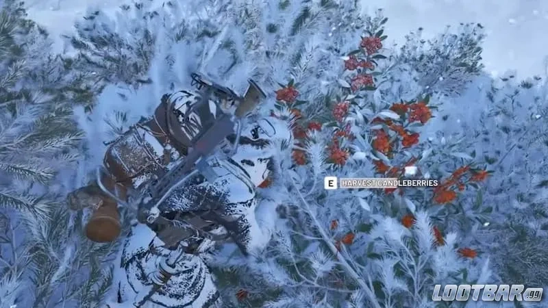 A player harvesting Candleberry from a bush in Arc Raiders.