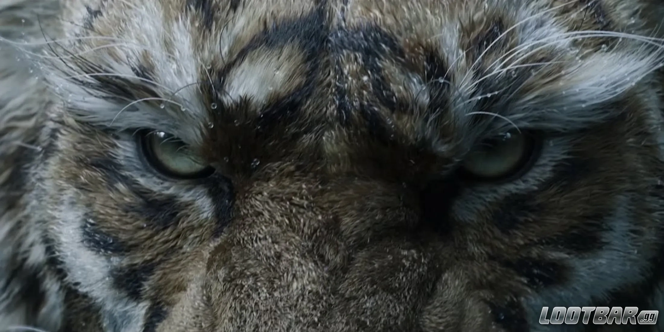 black myth: zhong kui tiger