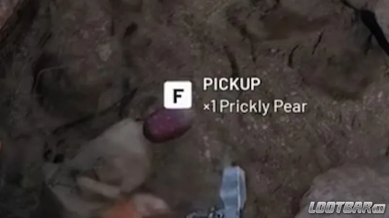 Harvesting Prickly Pears