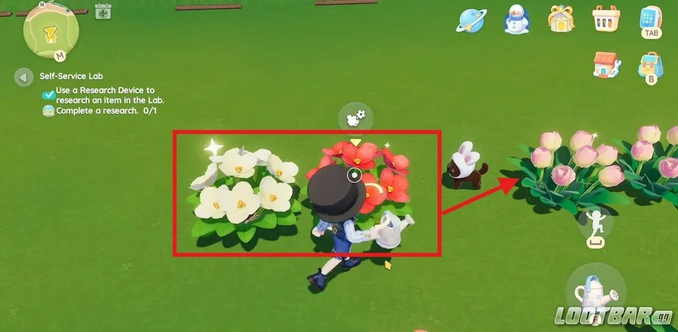 Daisy Crossbreeding heartopia Red+white = Pink